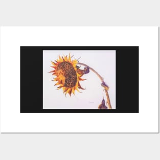 Sunflower Posters and Art